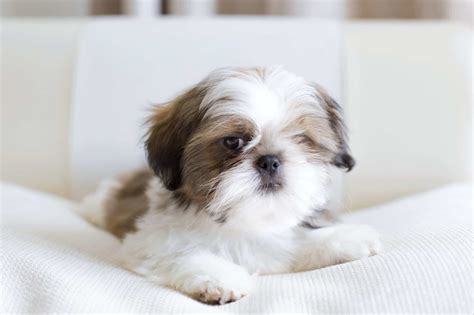 how much are the shih tzu puppies|shih tzu average price.